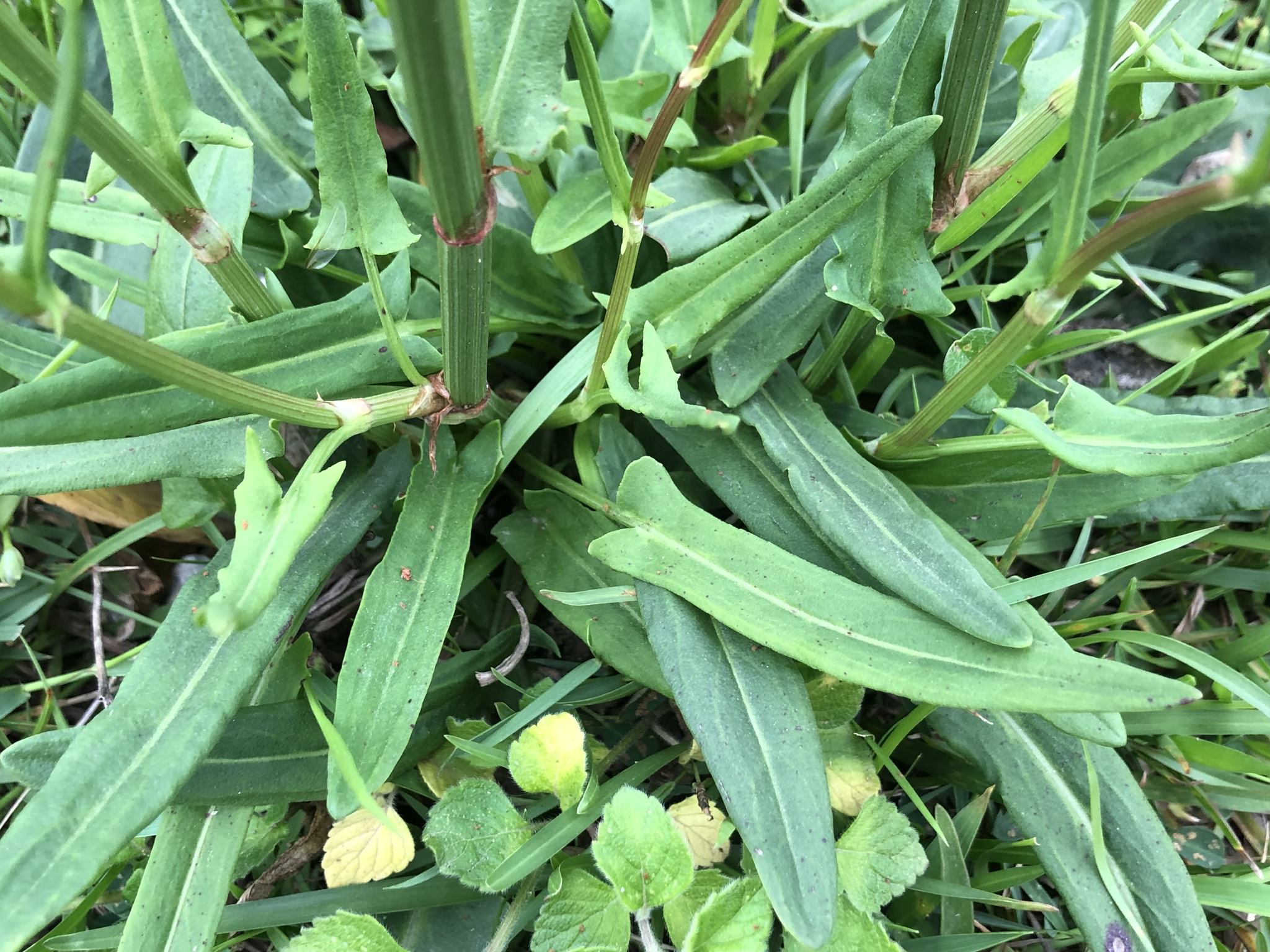 Rumex acetosa